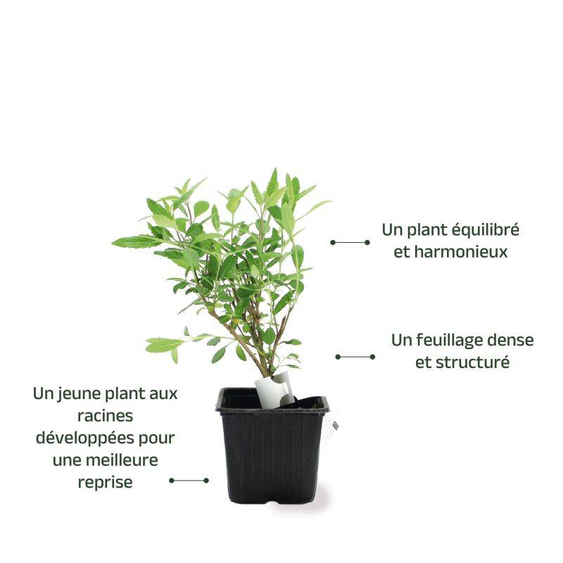 Barbe-bleue 'Grand Blue' (Caryopteris x clandonensis Grand Bleu ® 'Inoveris') - Godet - Taille 10cm - Pépinières Naudet - Image 3