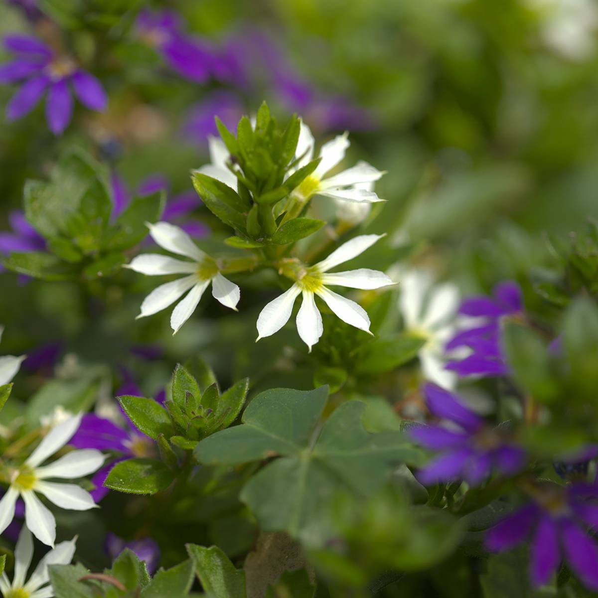 Scaevola Surdiva Blanc - Fleur éventail de fée Mini-motte Ø 3/4 cm, Livré en plant vert de 5 à 10 cm de hauteur (par 5)