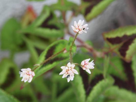 Renouée - Persicaria runcinata Purple Fantasy Godet de 8/9 cm - Image 3