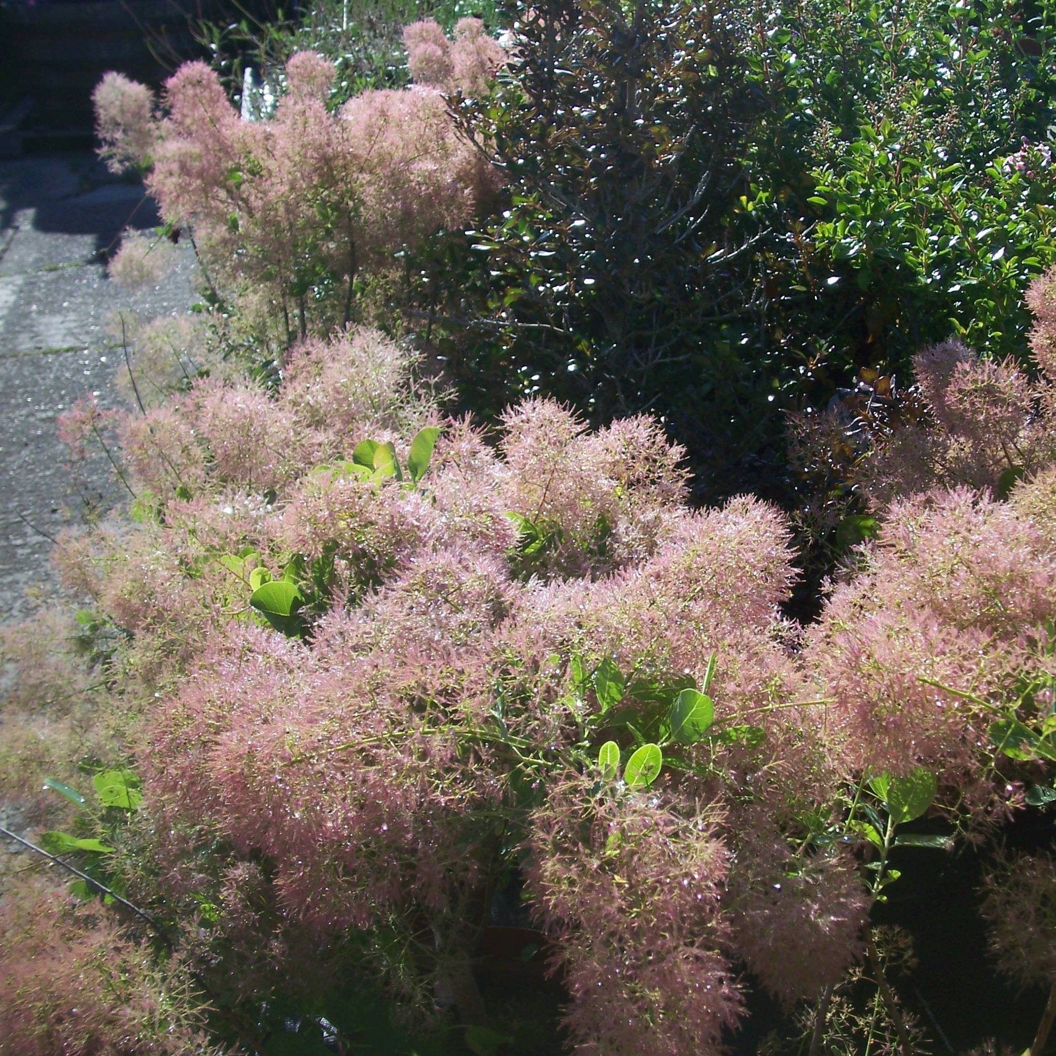 Cotinus coggygria Young Lady - Arbre à Perruque Pot de 2L/3L - Image 1