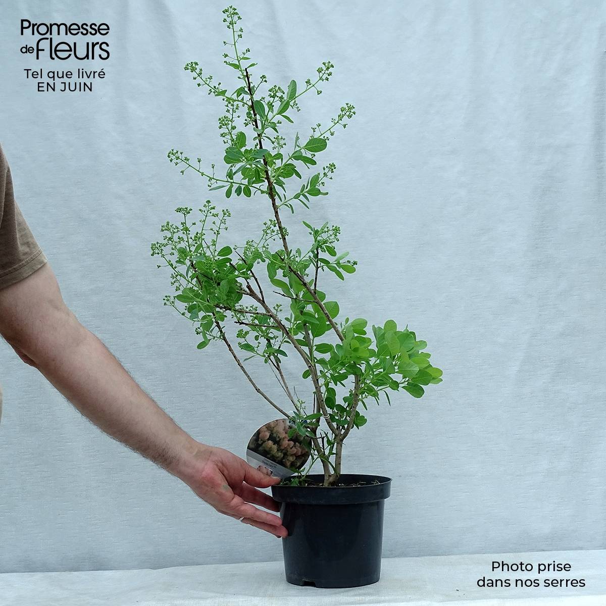 Cotinus coggygria Young Lady - Arbre à Perruque Pot de 2L/3L - Image 2