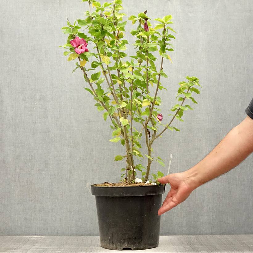 Hibiscus syriacus Woodbridge  Pot de 6L/7L - Image 2