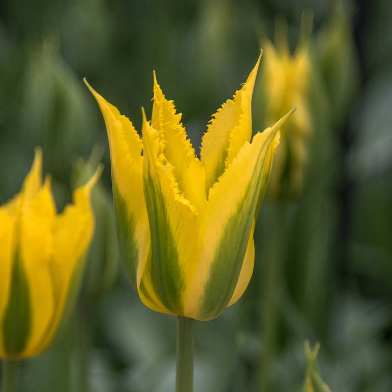 Promesse de Fleurs - Tulipe viridiflora Green Mile Bulbe calibre 11+ (par 6)