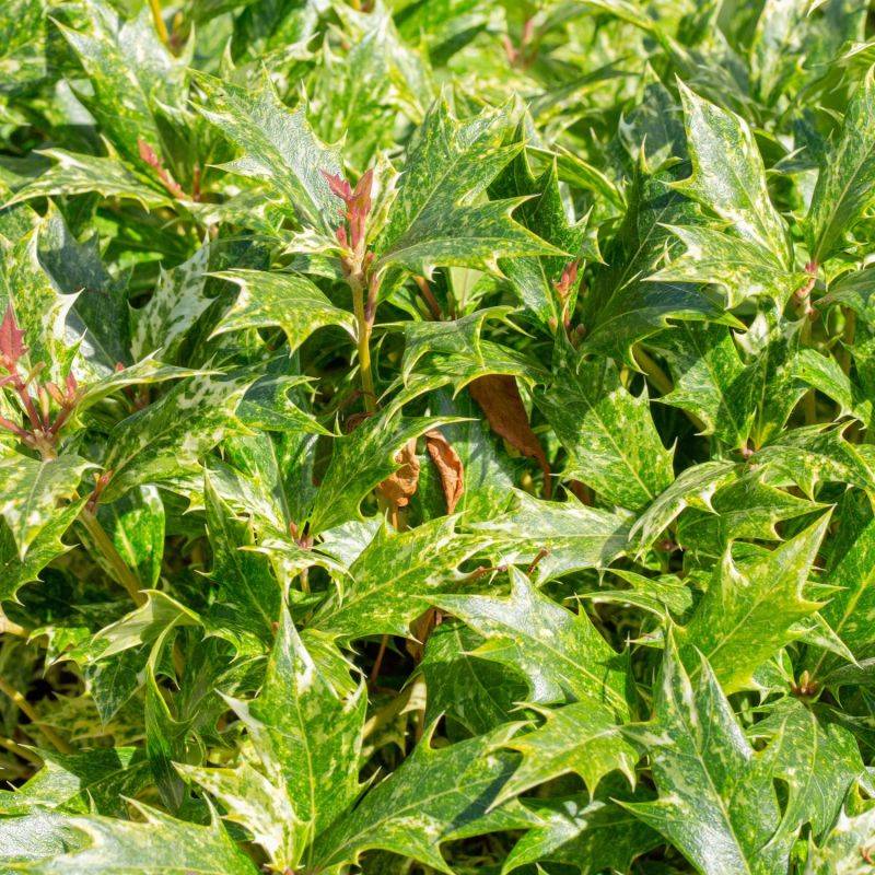 Osmanthe à feuilles de houx 'Goshiki' (Osmanthus heterophyllus 'Goshiki') - Godet 9cm - Pépinières Naudet