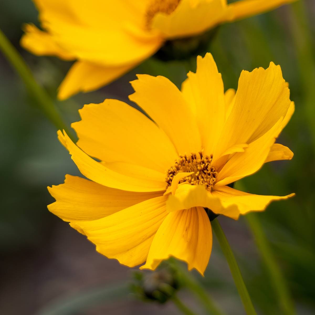 Promesse de Fleurs - Coreopsis à grandes fleurs Badengold - Coreopsis grandiflora Badengold Godet de 8/9 cm