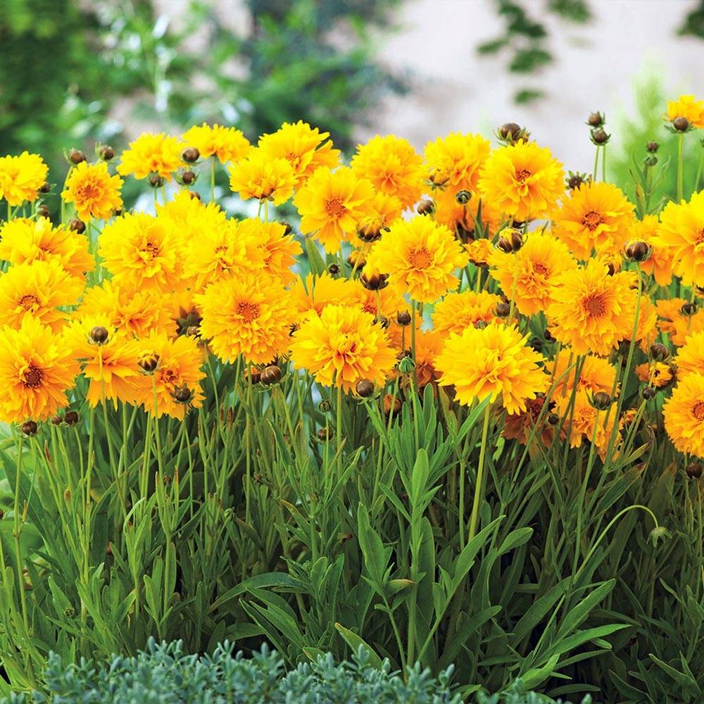Coreopsis à grandes fleurs Badengold - Coreopsis grandiflora Badengold Godet de 8/9 cm