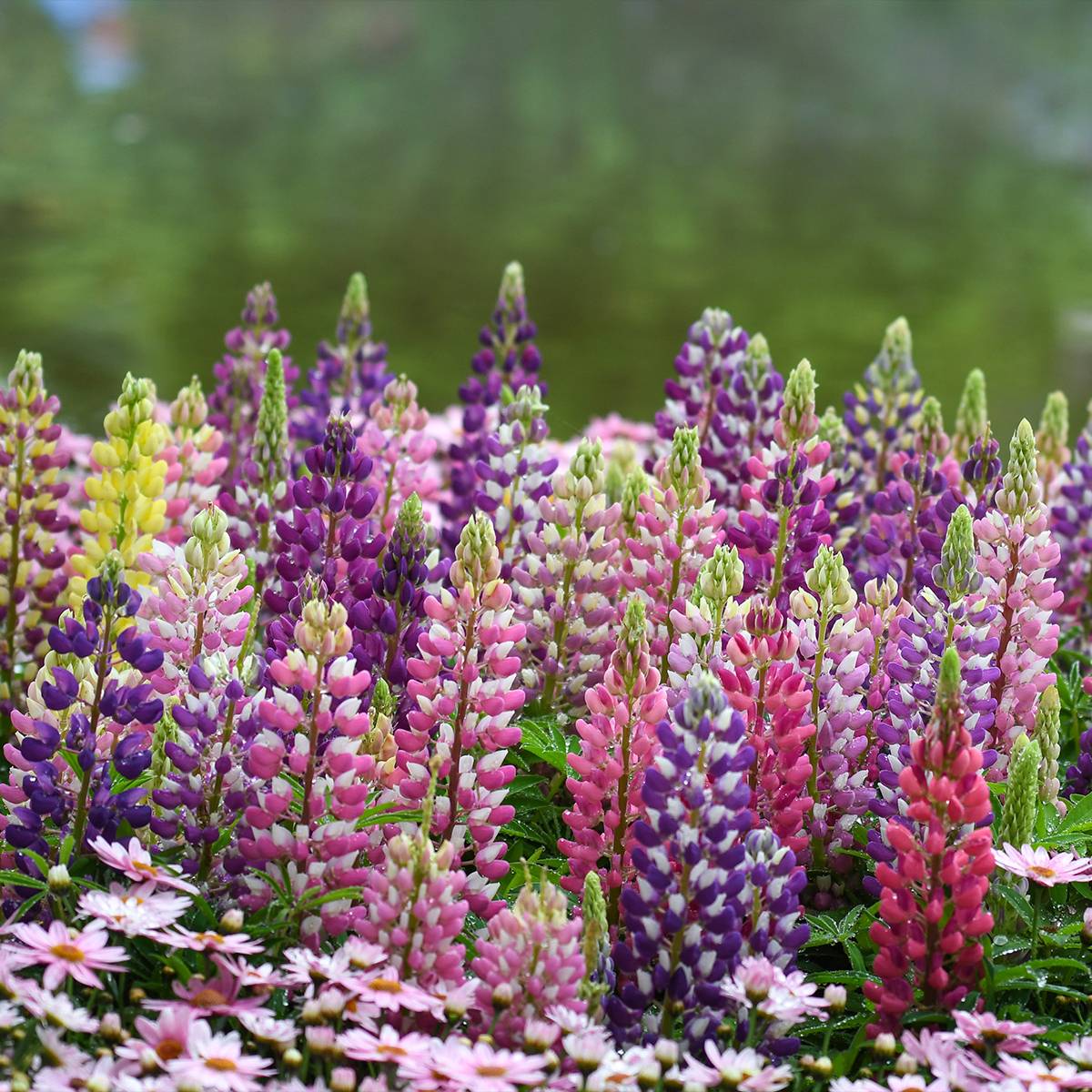 Promesse de Fleurs - Lupin Minaret (Minarette) Godet de 8/9 cm
