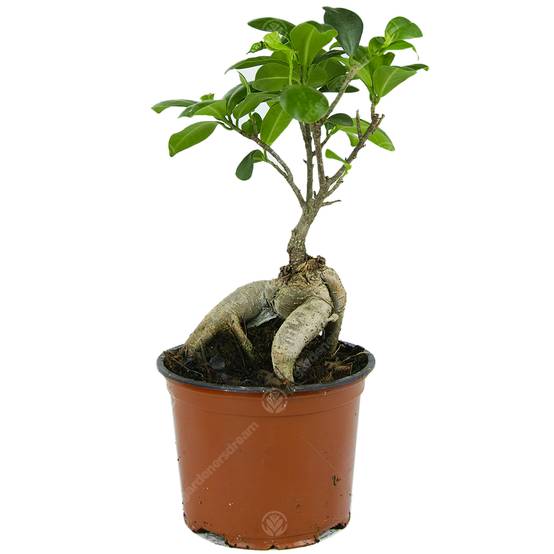 Gardenersdream - Ficus Ginseng Arbuste Bonsaï Plante Verte D’Intérieur En Pot 12 Cm - GardenersDream - Image 1