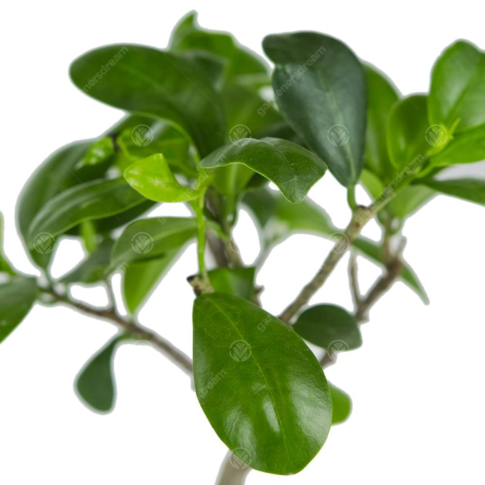 Gardenersdream - Ficus Ginseng Arbuste Bonsaï Plante Verte D’Intérieur En Pot 12 Cm - GardenersDream - Image 2