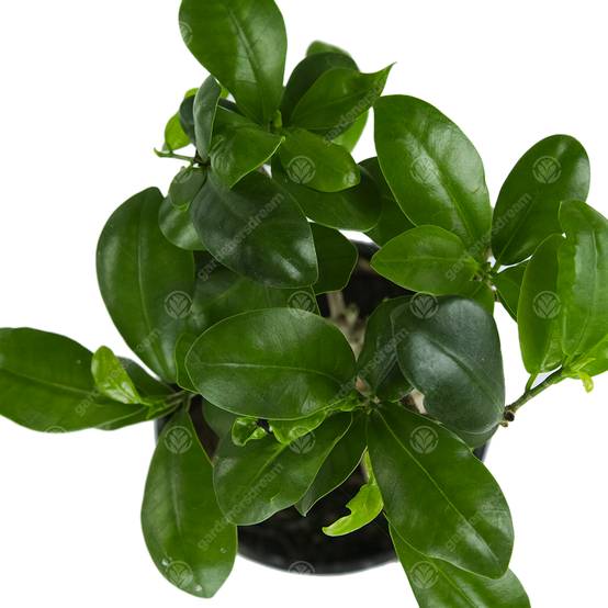 Gardenersdream - Ficus Ginseng Arbuste Bonsaï Plante Verte D’Intérieur En Pot 12 Cm - GardenersDream - Image 3