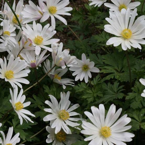Anemone blanda White Splendour Godet de 8/9 cm calibre 5+