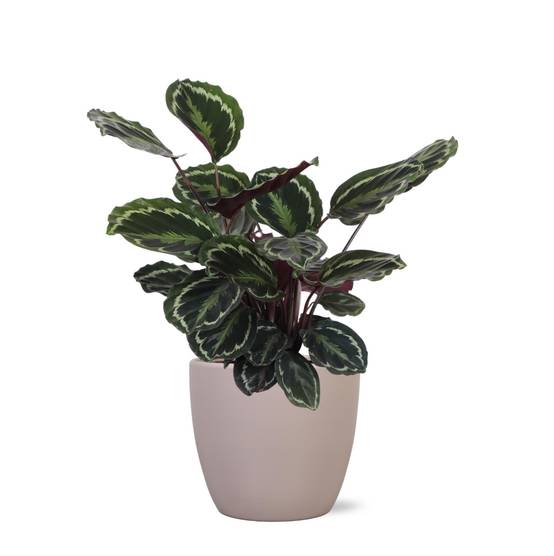 Calathea Medallion et son pot- La Green Touch Gris - Hauteur 70cm