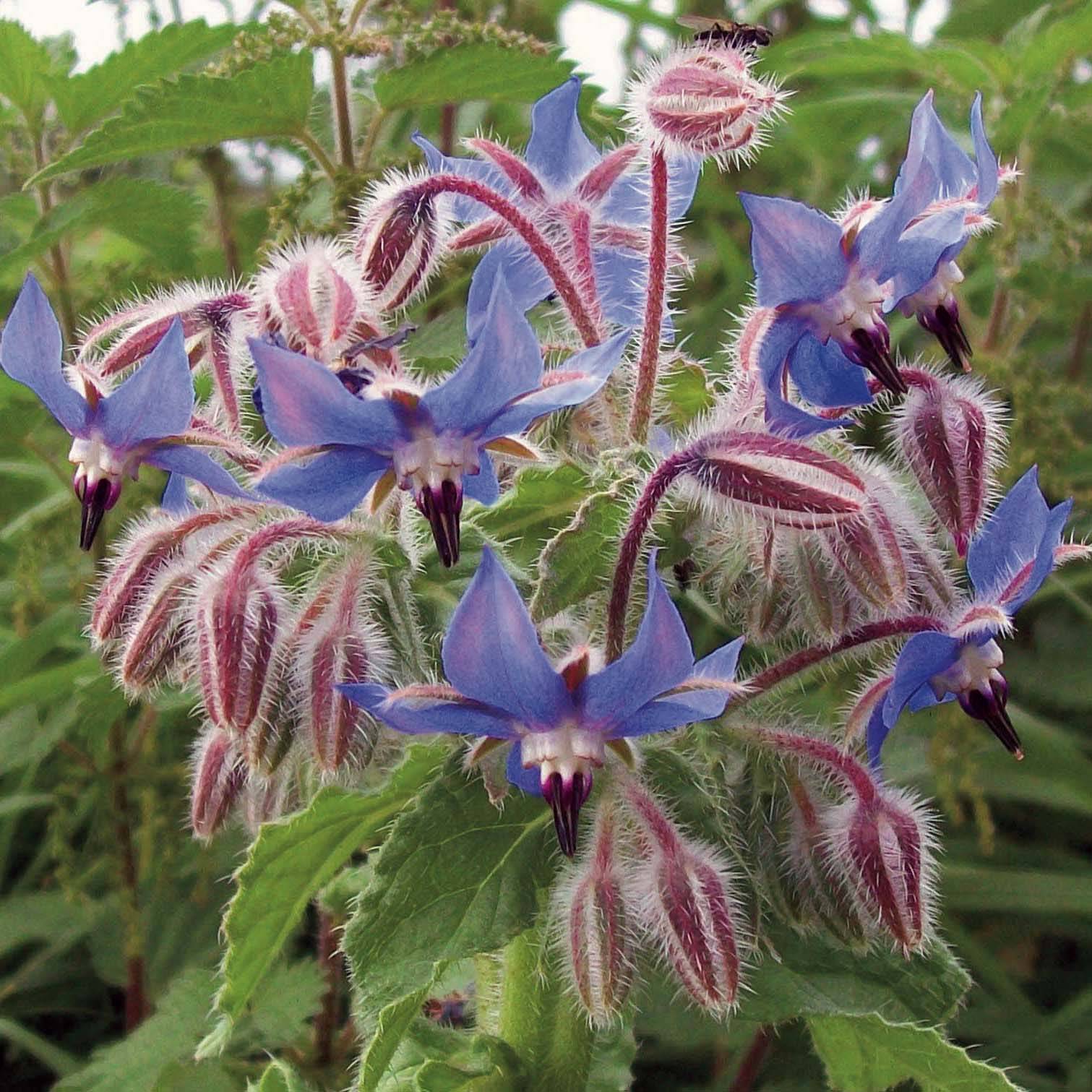 Graines de Bourrache officinale - Borago officinalis le sachet de 130 graines environ (3g)