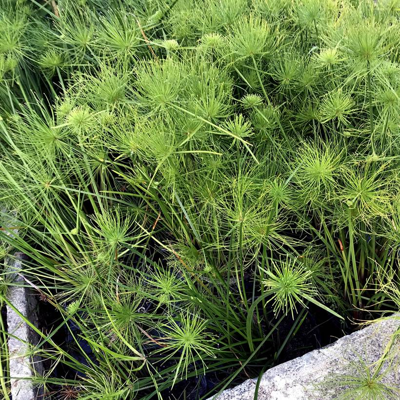 Cyperus haspan - Papyrus nain Godet de 8/9 cm