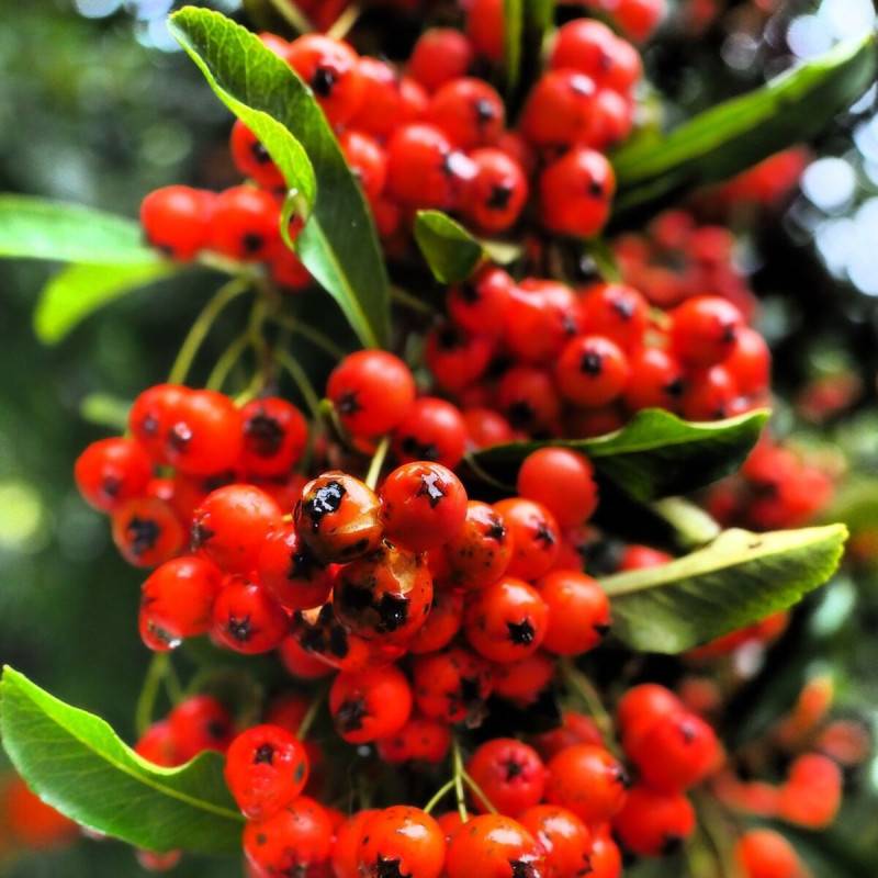 Buisson ardent Mohave, Pyracantha à fleurs Blanche - feuillage Persistant - Godet - 5/20 cm-  hauteur à maturité De 1,50 m à 2,00 m - Image 1