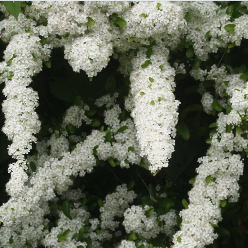 Buisson ardent Mohave, Pyracantha à fleurs Blanche - feuillage Persistant - Godet - 5/20 cm-  hauteur à maturité De 1,50 m à 2,00 m - Image 7