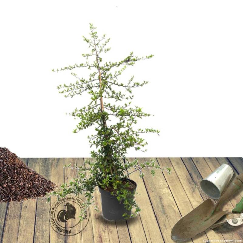 Buisson ardent Mohave, Pyracantha à fleurs Blanche - feuillage Persistant - Godet - 5/20 cm-  hauteur à maturité De 1,50 m à 2,00 m - Image 9