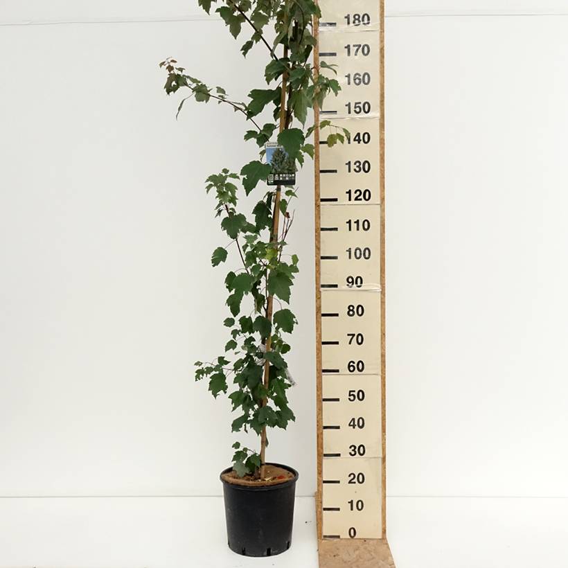 Promesse de Fleurs - Érable rouge - Acer rubrum Summer Red Pot de 12L/15L, Tige - Image 2