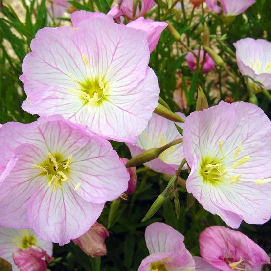 Promesse de Fleurs - Oenothera speciosa Siskiyou - Onagre rose Godet de 8/9 cm
