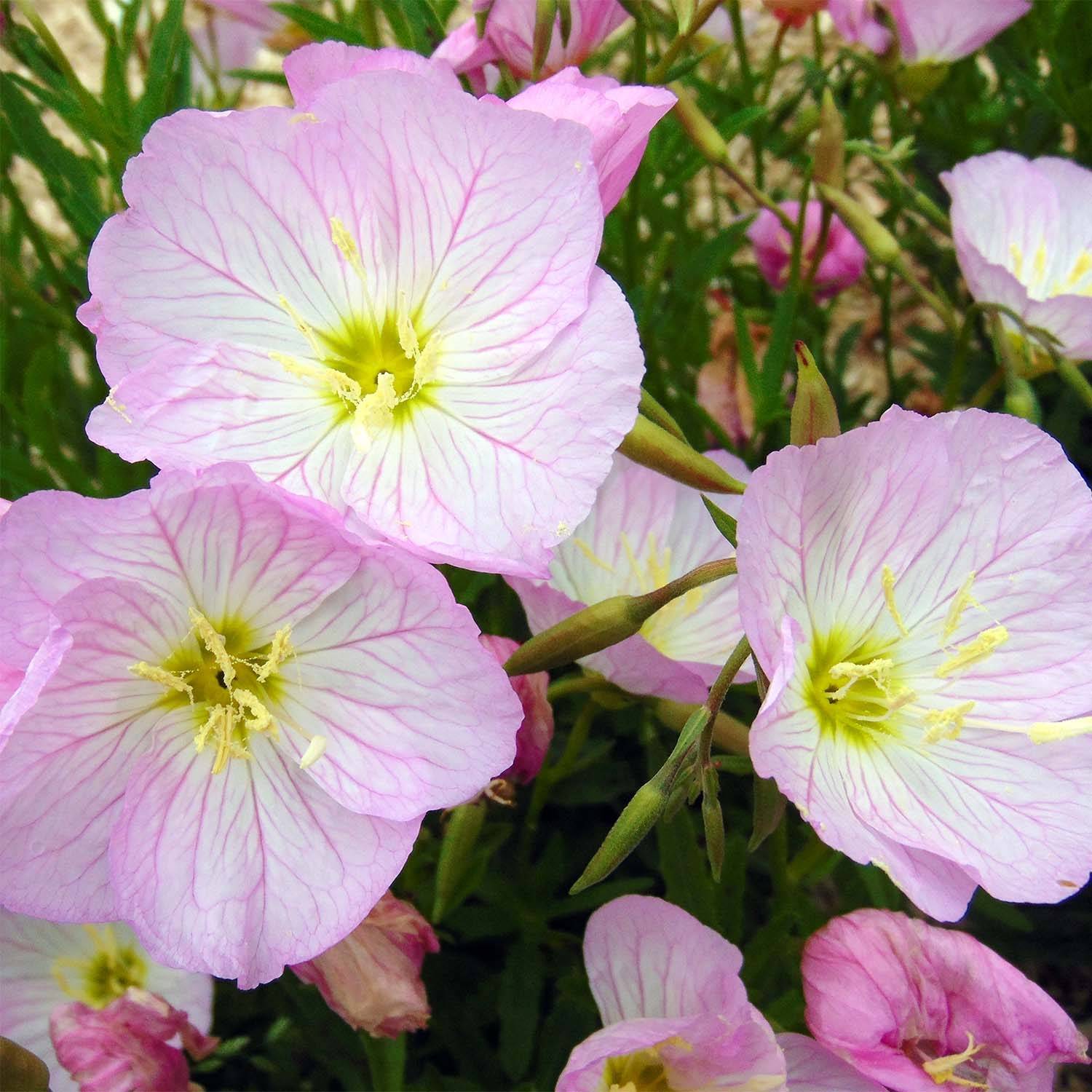 Promesse de Fleurs - Oenothera speciosa Siskiyou - Onagre rose  Godet de 8/9 cm