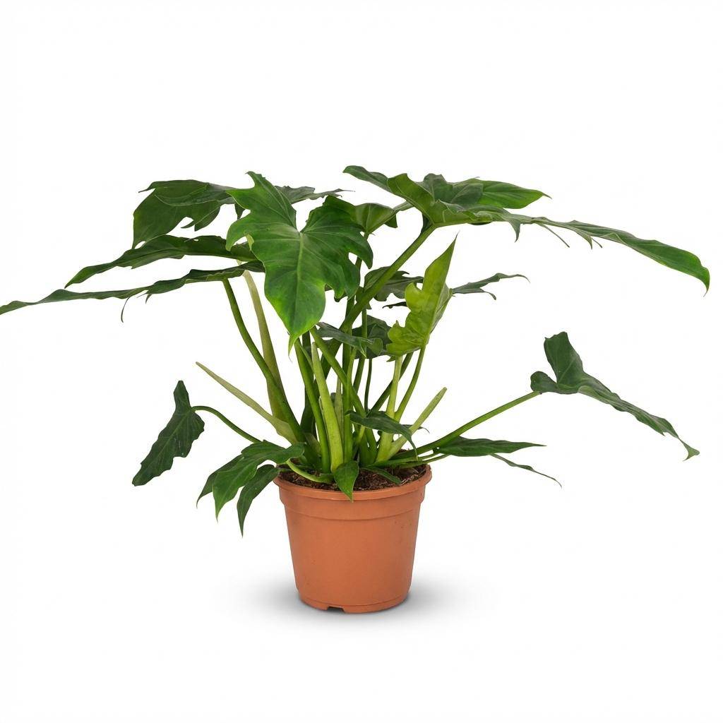 Philodendron Lacerum - Pot de 19cm - Hauteur 65cm - Sans cache-pot - Plantes d'intérieur - Image 1
