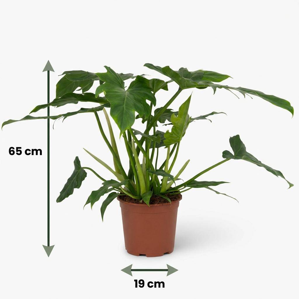 Philodendron Lacerum - Pot de 19cm - Hauteur 65cm - Sans cache-pot - Plantes d'intérieur - Image 5