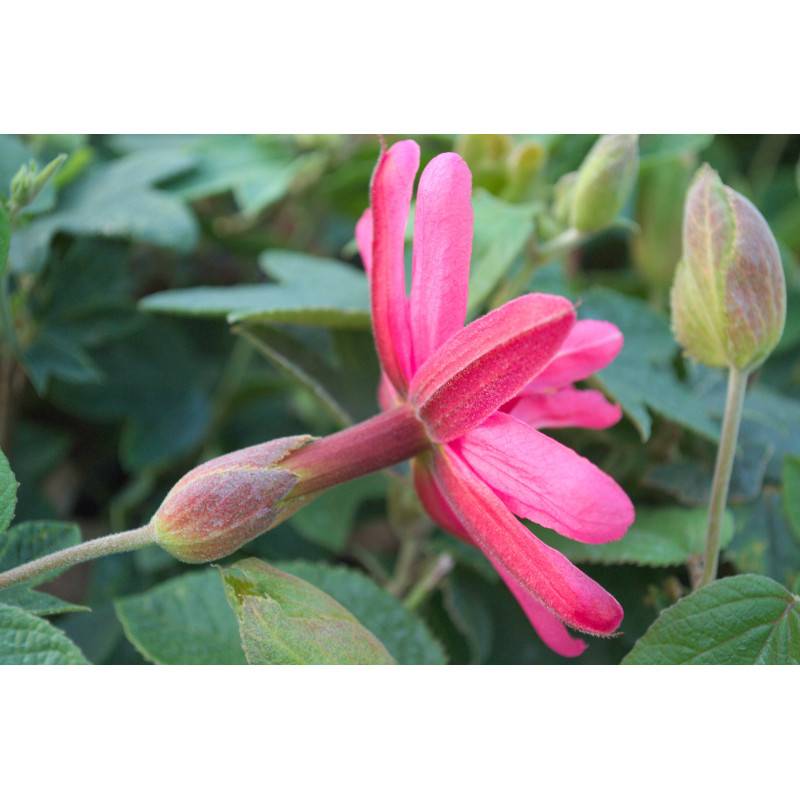 Passiflore exoniensis à fleurs Rose - feuillage Caduc - Pot de 1,5L - Tuteur bambou 30/60 cm- hauteur à maturité De 2,50 m à 3,00 m - Image 1