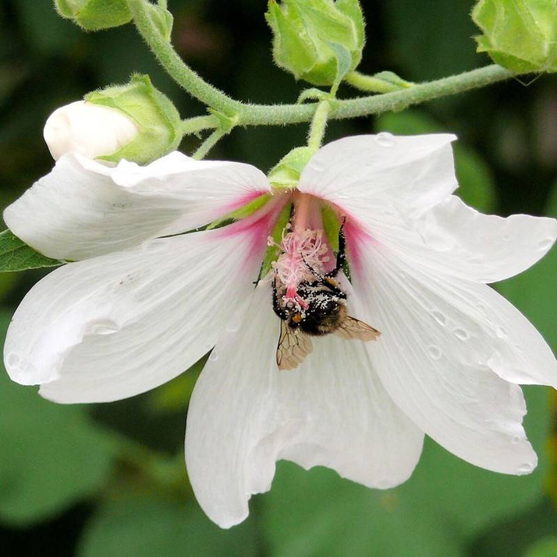Lavatère Barnsley, Mauve en arbre, Lavatera à fleurs Blanche - feuillage Caduc - Pot de 3L - 40/60 cm-  hauteur à maturité De 1,50 m à 2,00 m - Image 5