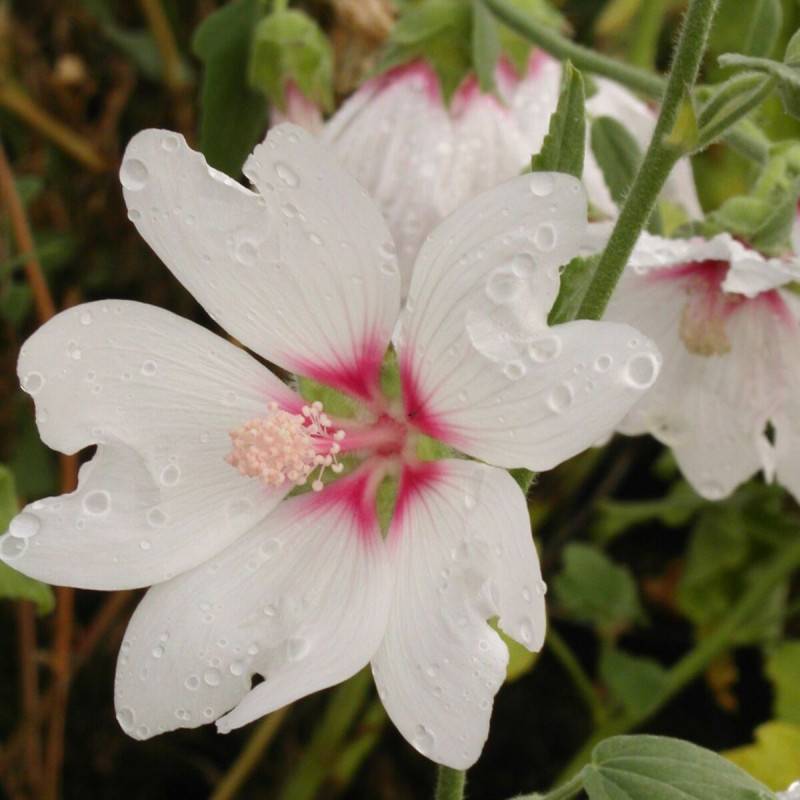 Lavatère Barnsley, Mauve en arbre, Lavatera à fleurs Blanche - feuillage Caduc - Pot de 3L - 40/60 cm-  hauteur à maturité De 1,50 m à 2,00 m - Image 1
