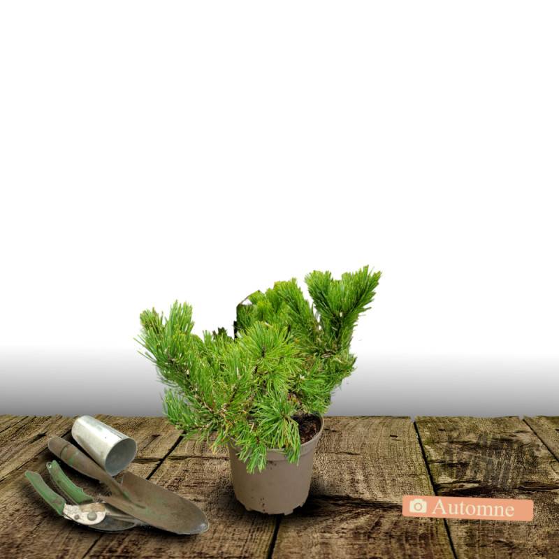 Pin blanc nain Radiata, Pinus - Pot de 3L - 20/40 cm - Image 2