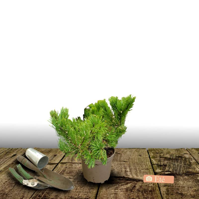 Pin blanc nain Radiata, Pinus - Pot de 3L - 20/40 cm - Image 3