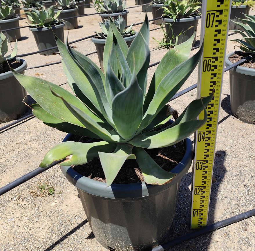 0 - Agave attenuata blue flame Pot de 25L - 70/90cm