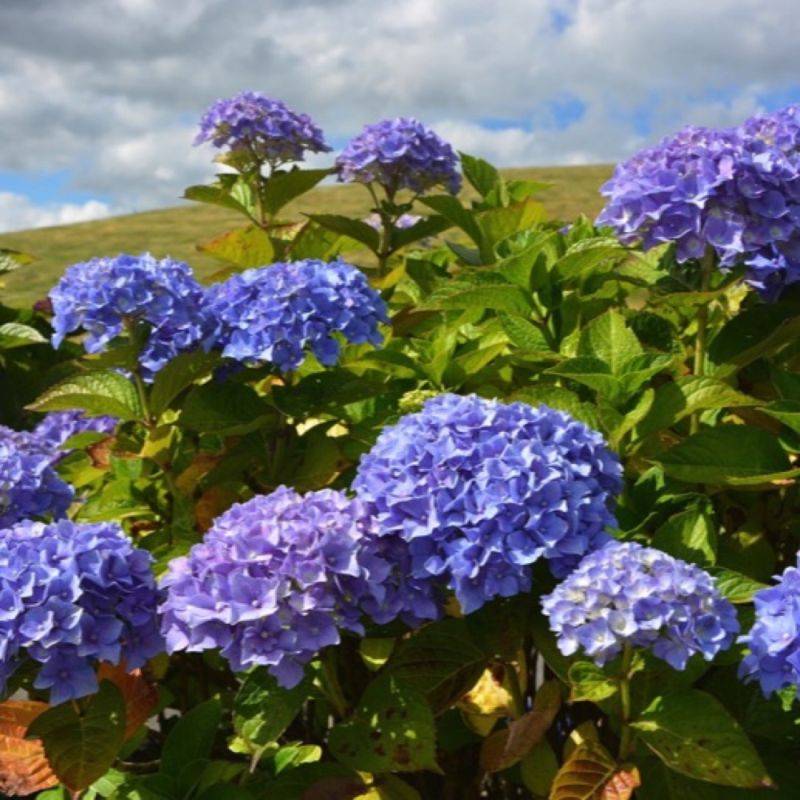 Hortensia macrophylla so long Ebony "Monmar"® (Hydrangea macrophylla) - Godet 9cm - Pépinières Naudet - Image 1