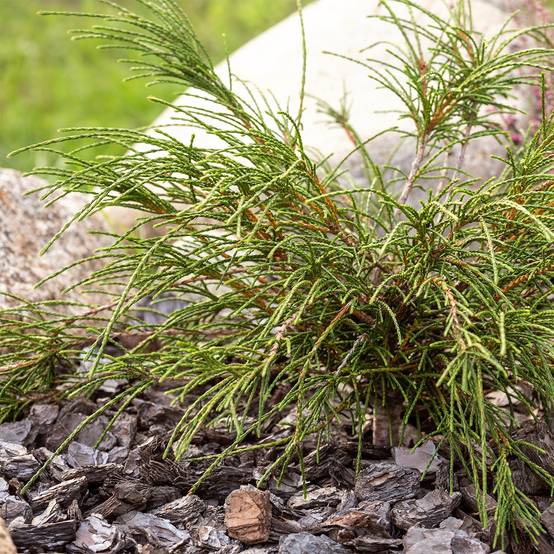 Thuya géant - Thuja plicata Whipcord Godet de 8/9 cm