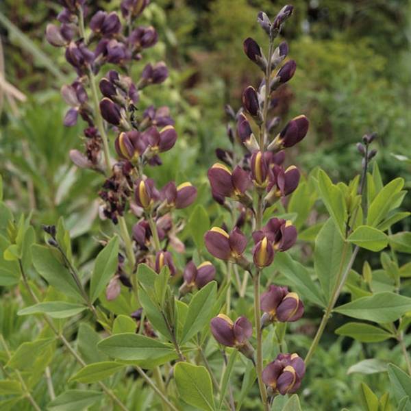 Lupin indigo - Baptisia Twilight Prairie Blues Godet de 8/9 cm