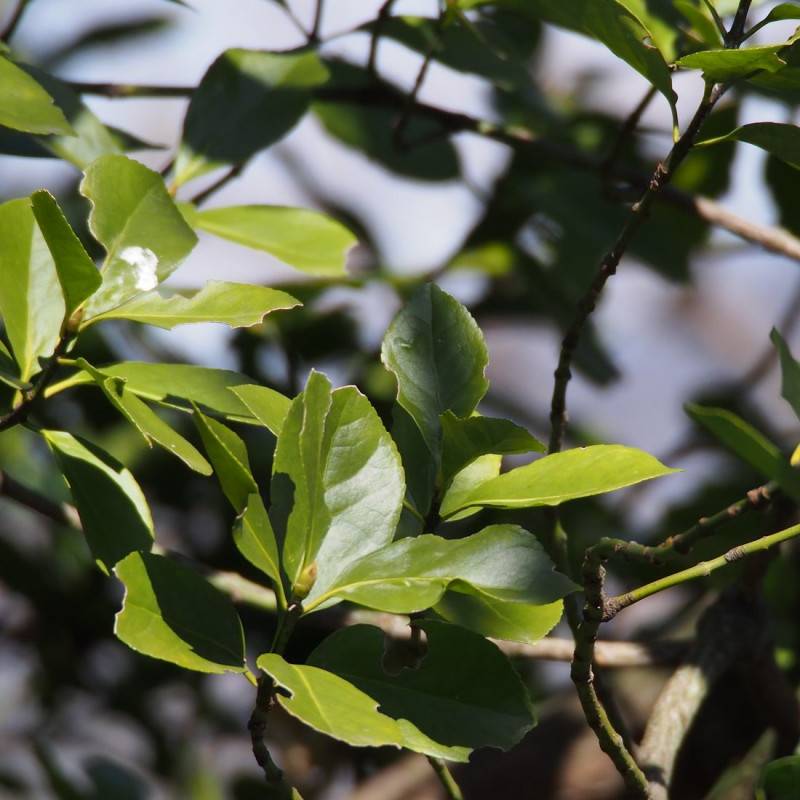 Fusain du Japon, Euonymus - Pot de 3L - 40/60 cm - Image 1