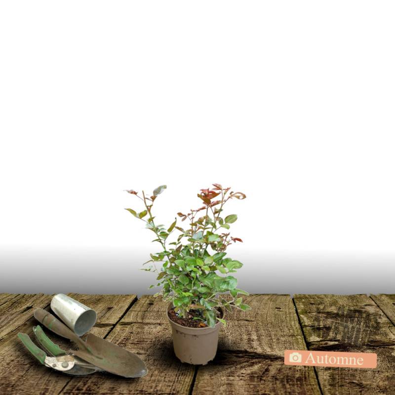 Rosier à grandes fleurs Voluptia® Amber™ 'Noa1112130' à fleurs Orange/ - feuillage Caduc - Pot de 3L - 30/60 cm - Image 3