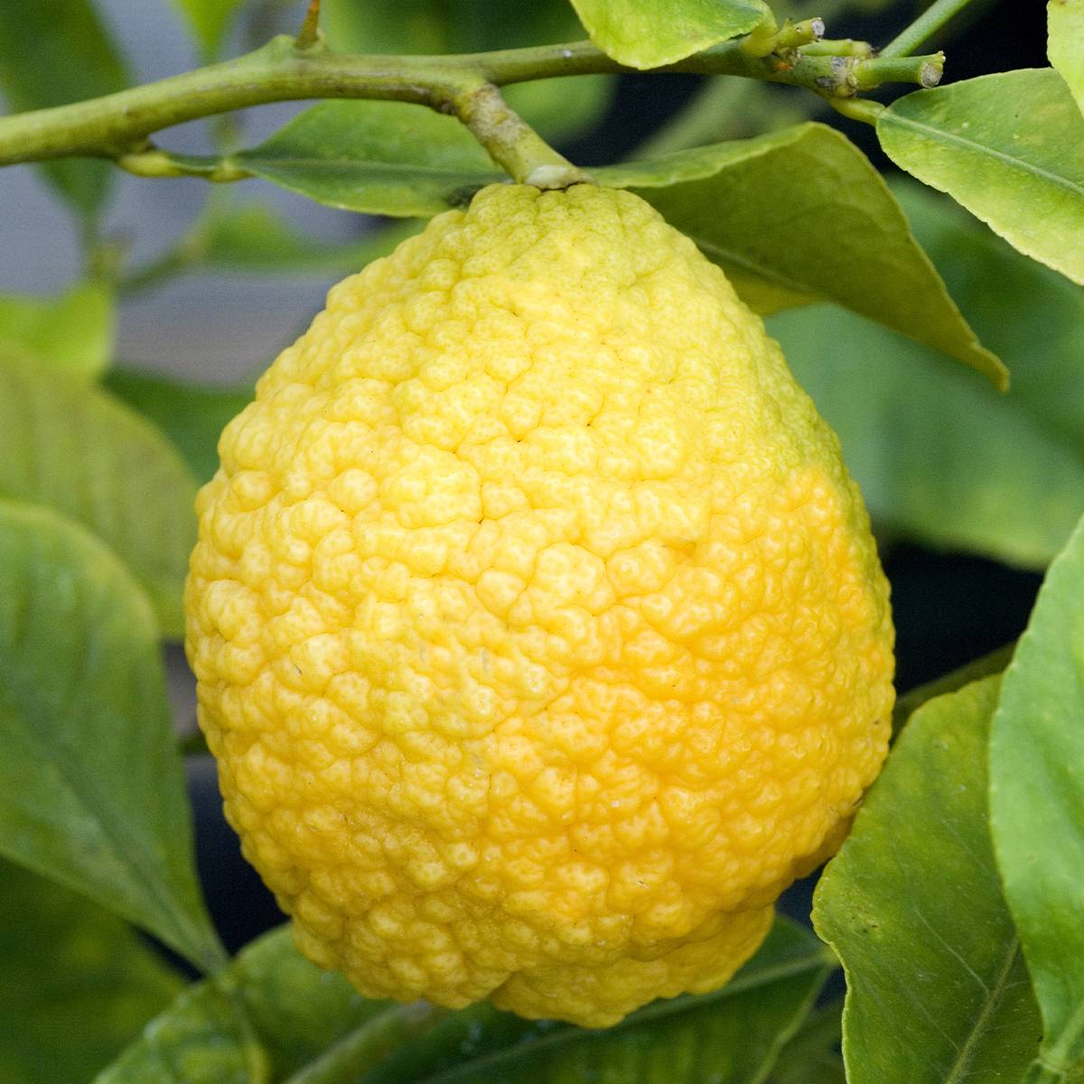 Promesse de Fleurs - Citrus medica Maxima - Cédrat Maxima Pot de 4L/5L, 1/4 de tige