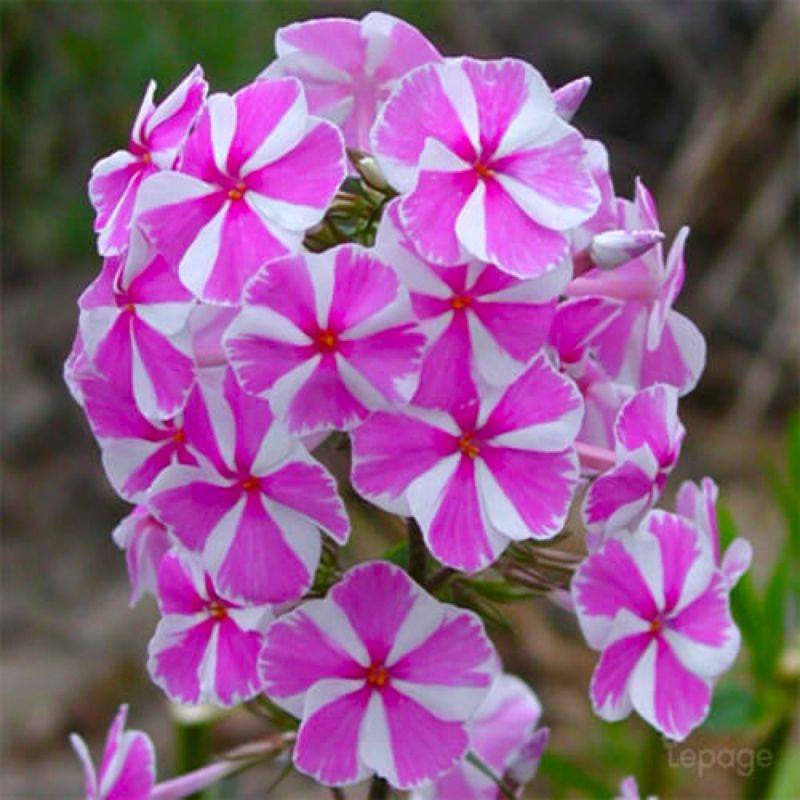 3 Phlox 'Natasha' - Lot de 3 vivaces - Pépinières Naudet - Image 1