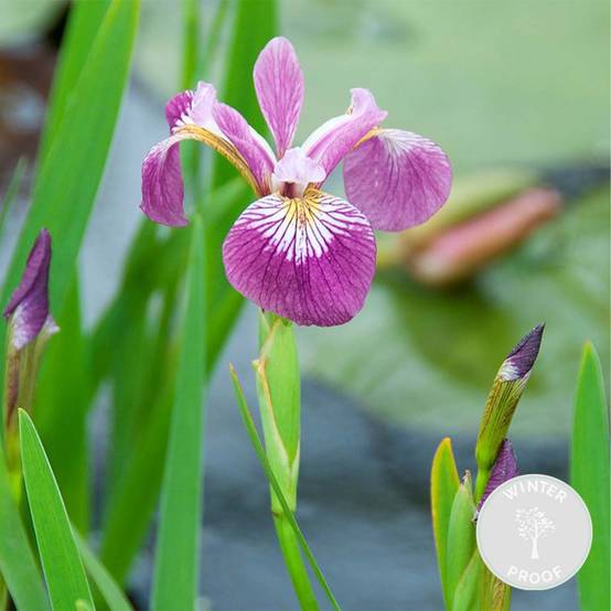 Iris Versicolor - Iris versicolore - Plantes de bassin - Plantes aquatiques - H. 20-30 cm - P. 9 cm - Image 2