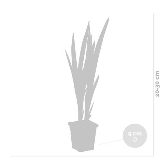Iris Versicolor - Iris versicolore - Plantes de bassin - Plantes aquatiques - H. 20-30 cm - P. 9 cm - Image 3