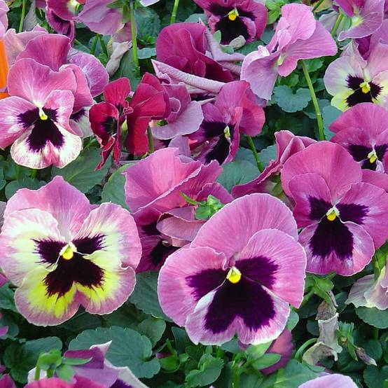 Promesse de Fleurs - Pensée Carrera Pink Shades Mini-motte Mini-motte Ø 3/4 cm (par 5)