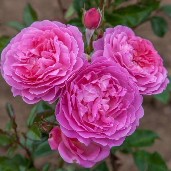 Rosier à fleurs groupées Baie des Anges Romantica® 'Radprov' à fleurs Rose - feuillage Caduc - Pot de 3L - 20/40 cm- hauteur à maturité De 0,50 m à 1 - Image 3