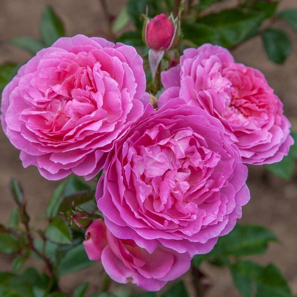 Rosier à fleurs groupées Baie des Anges Romantica® 'Radprov' à fleurs Rose - feuillage Caduc - Pot de 3L - 20/40 cm-  hauteur à maturité De 0,50 m à 1 - Image 1