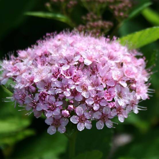 Spirée à feuilles de bouleau Pink Sparkler® 'COURISPI01', Spiraea à fleurs Rose - feuillage Caduc - Pot de 1,5L - 10/20 cm- hauteur à maturité De 0,5 - Image 4