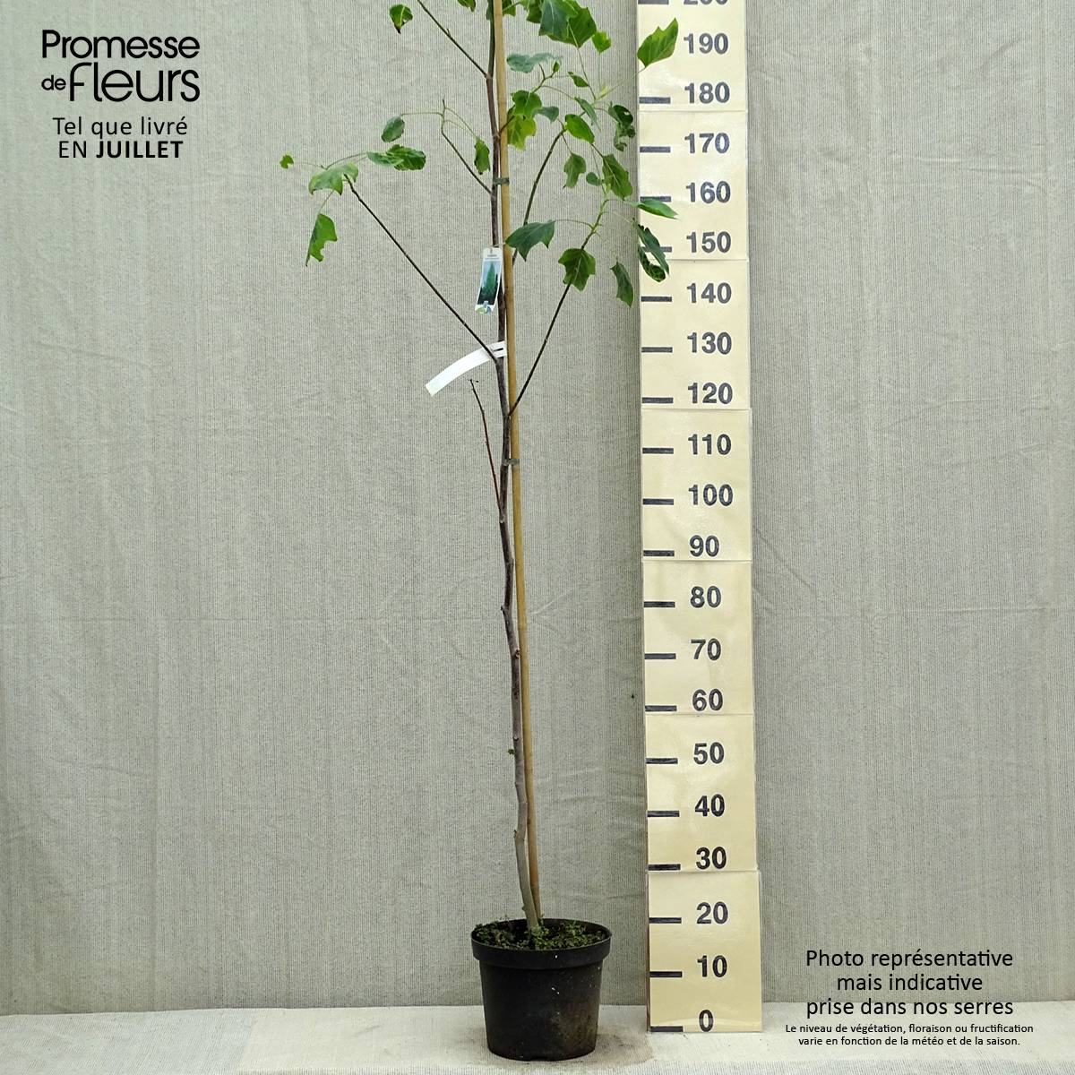 Promesse de Fleurs - Liriodendron tulipifera Aureomarginatum - Tulipier de Virginie  Pot de 7,5L/10L - Image 2