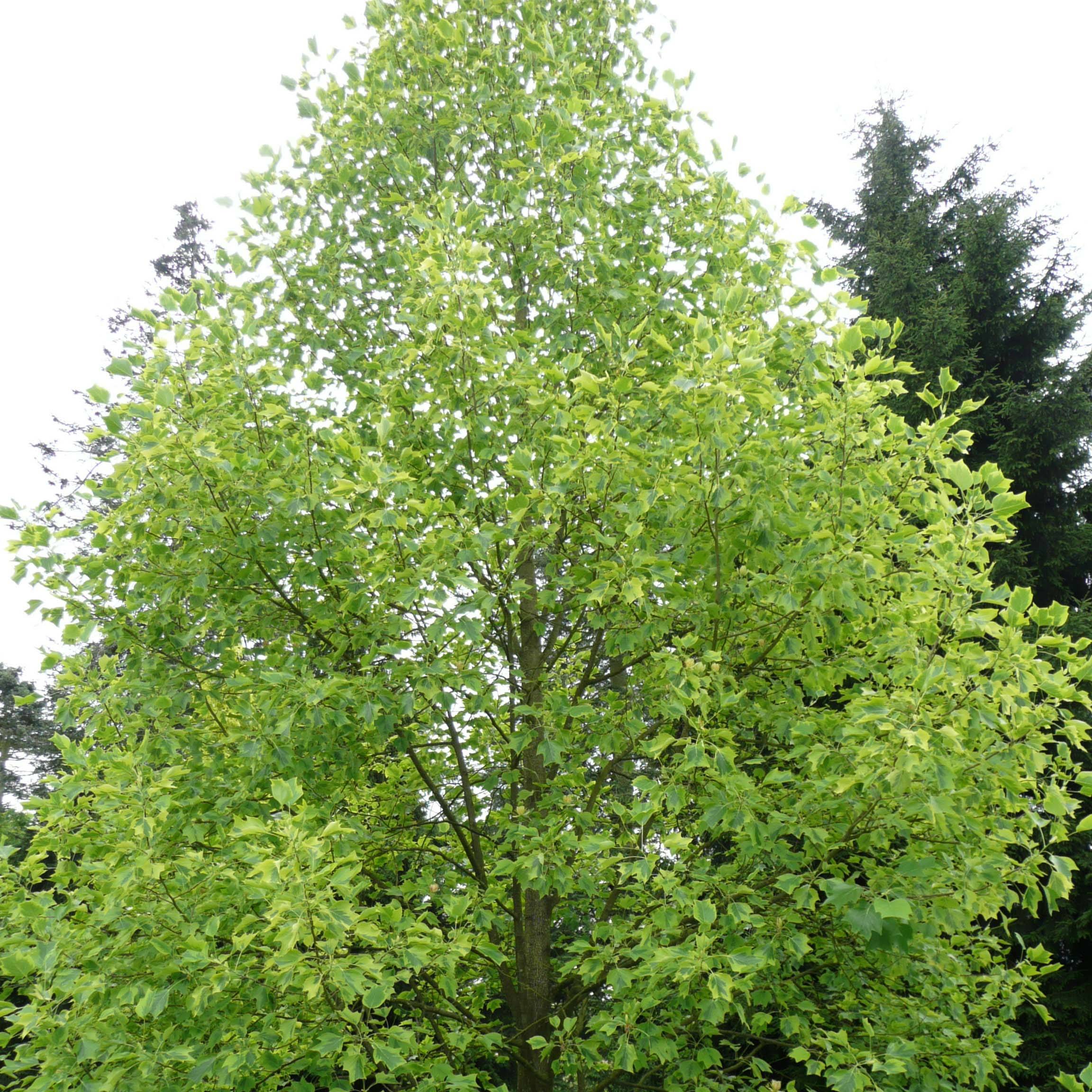 Liriodendron tulipifera Aureomarginatum - Tulipier de Virginie  Pot de 7,5L/10L