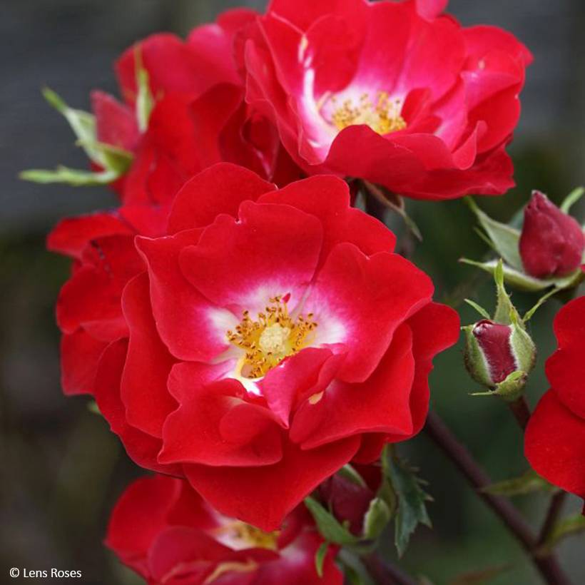 Promesse de Fleurs - Rosier arbustif Rosy Boom rouge La Belle Rouge Pot de 6L/7L