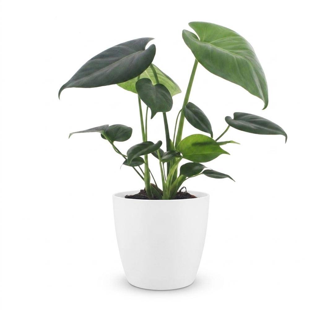 Monstera Deliciosa - Pot de 12cm - 1 plante - Plantes d'intérieur - Image 2
