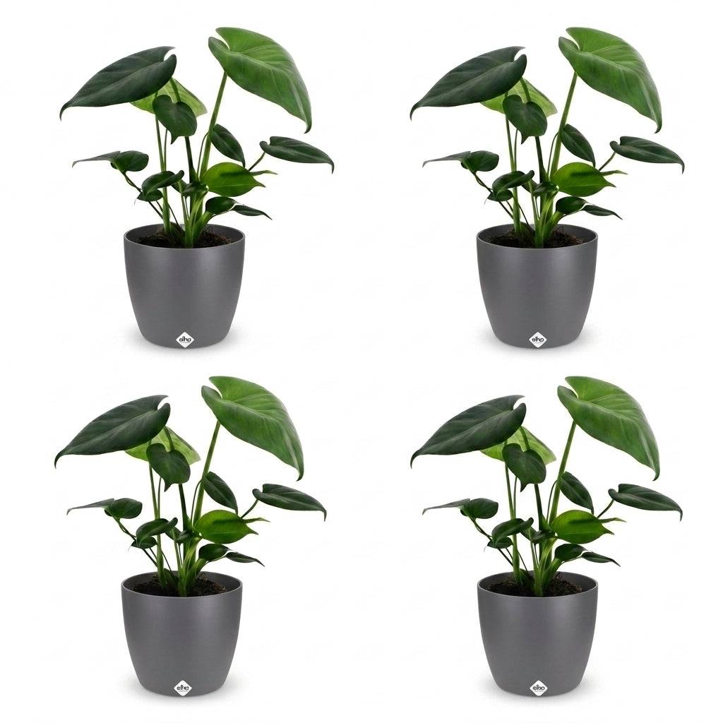 Monstera Deliciosa - Pot de 12cm - 1 plante - Plantes d'intérieur - Image 9